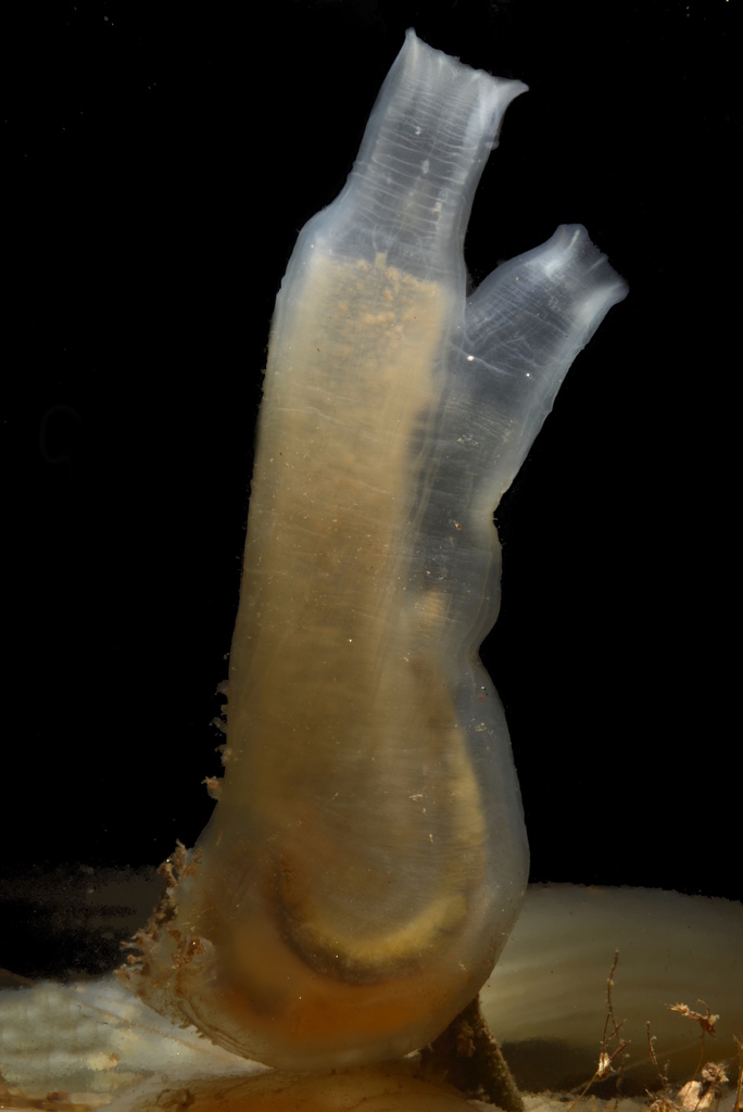Sea Vase
