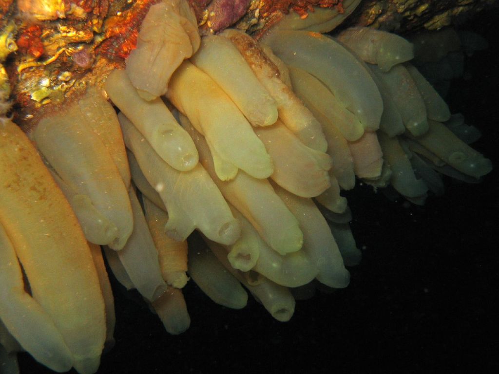 Sea Vase