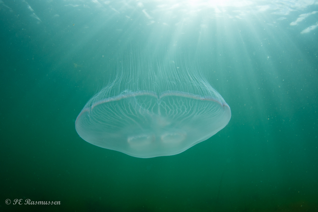 Common Moon Jelly