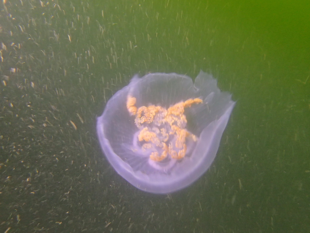 Common Moon Jelly