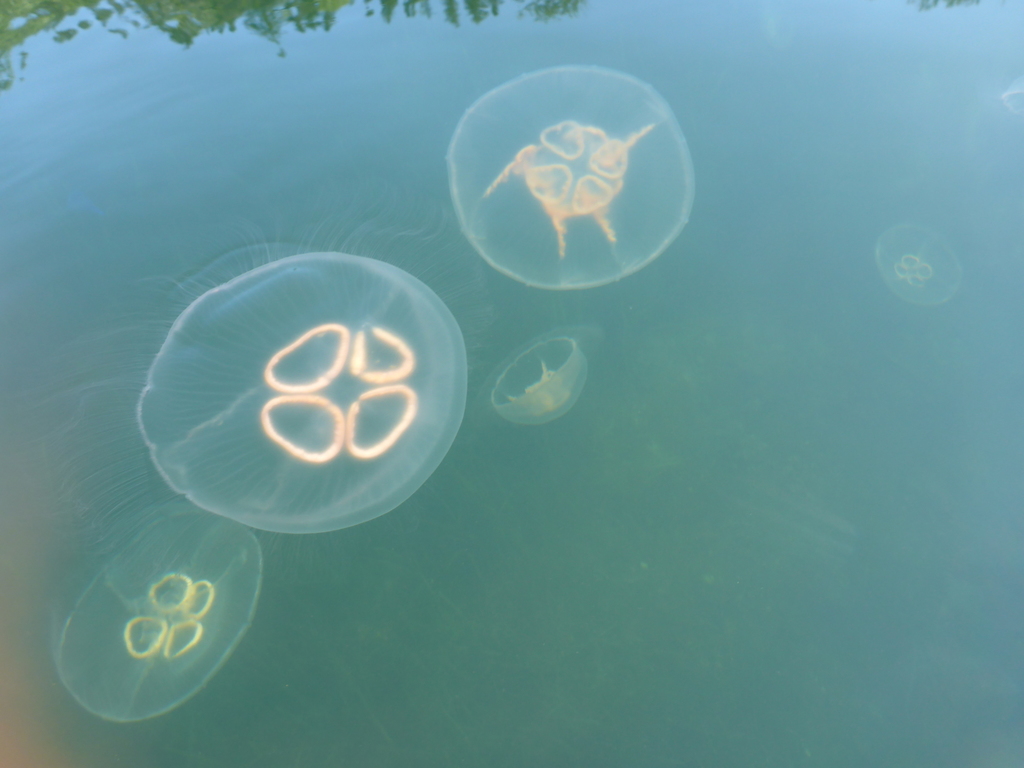 Common Moon Jelly