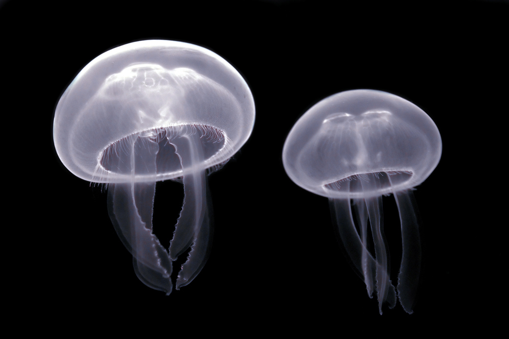 Common Moon Jelly