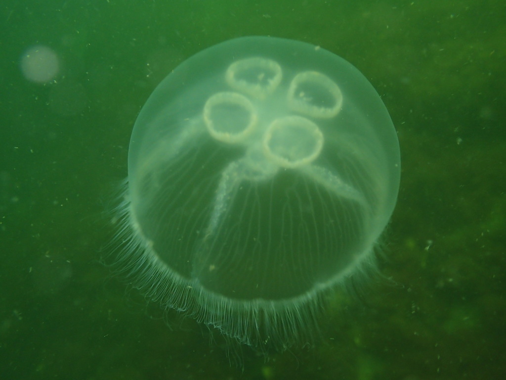 Common Moon Jelly