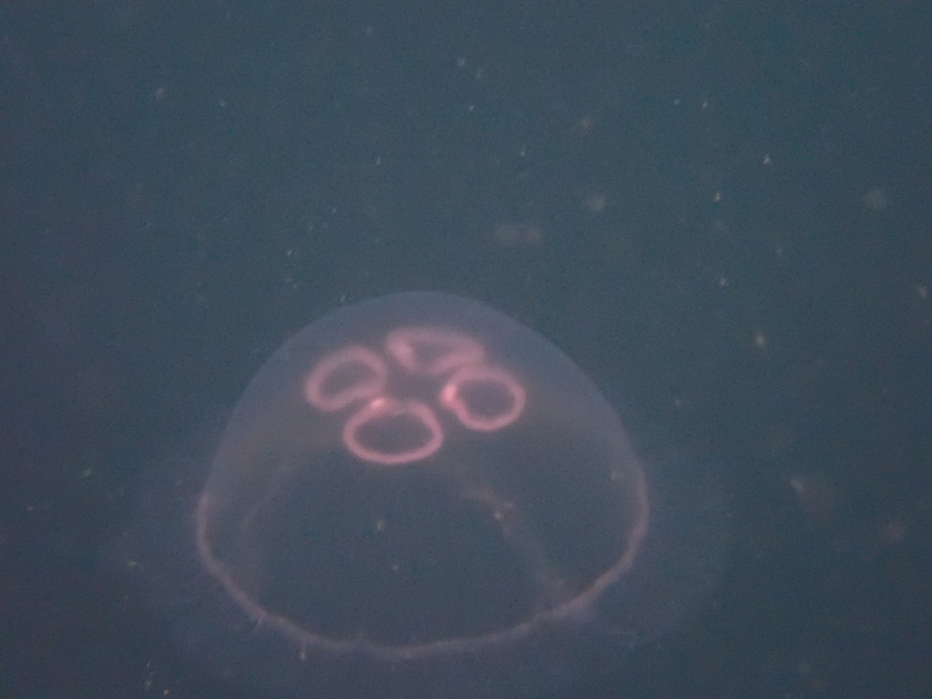 Common Moon Jelly