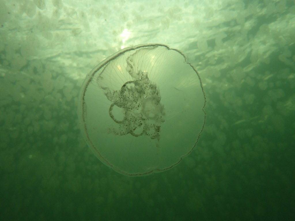 Common Moon Jelly