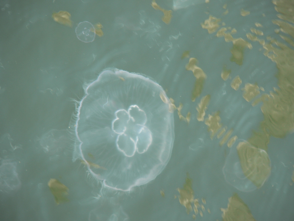 Common Moon Jelly