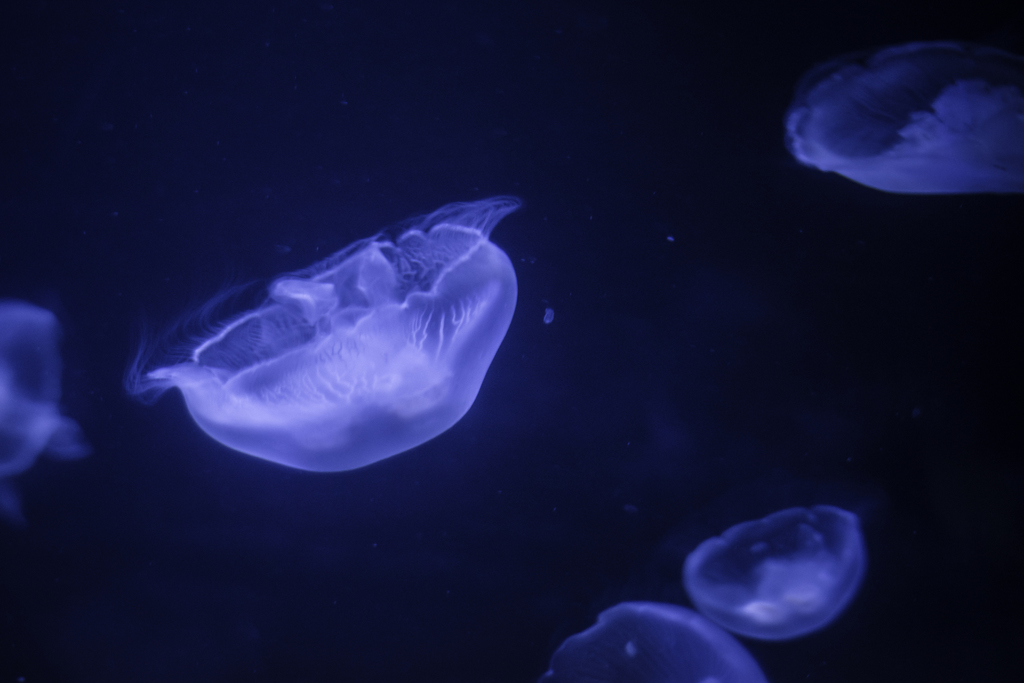 Common Moon Jelly