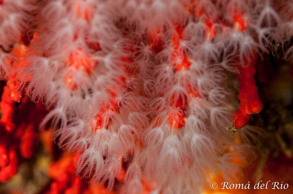 Mediterranean Red Coral