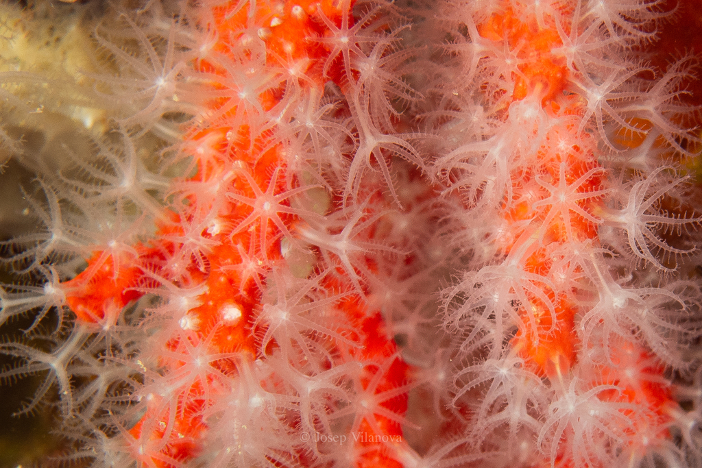 Mediterranean Red Coral