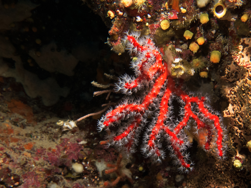 Mediterranean Red Coral