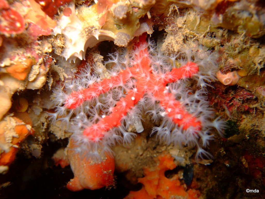 Mediterranean Red Coral