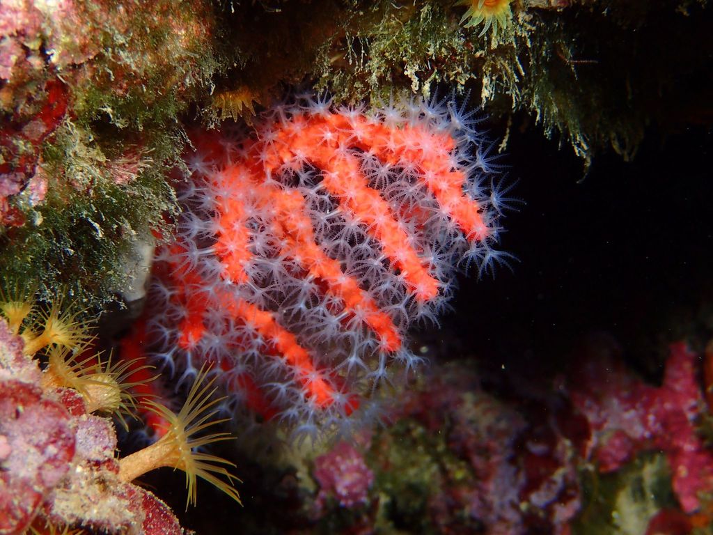 Mediterranean Red Coral