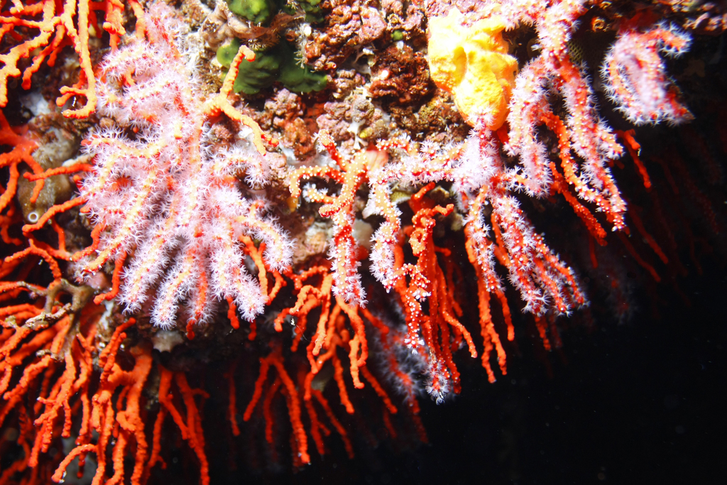 Mediterranean Red Coral