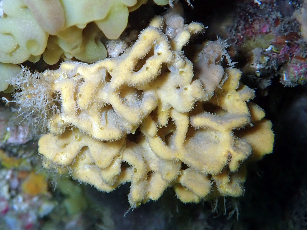 Crumpled Duster Sponge