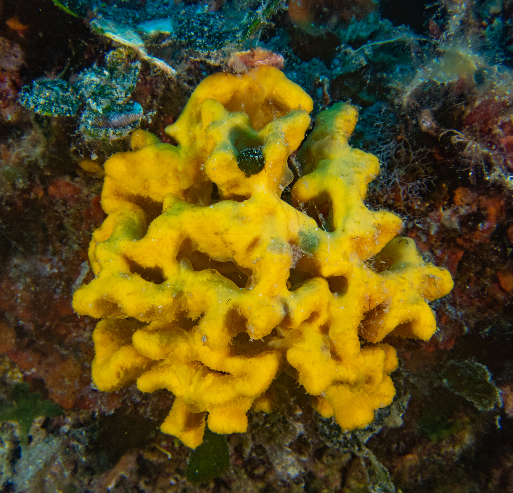 Crumpled Duster Sponge
