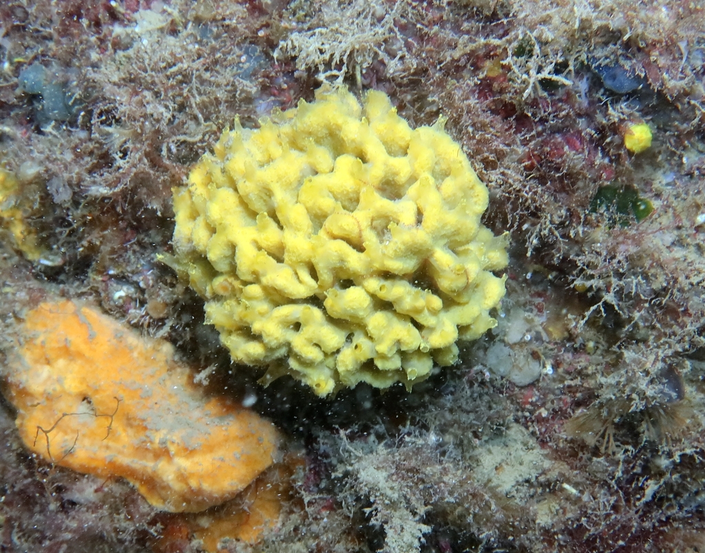 Crumpled Duster Sponge