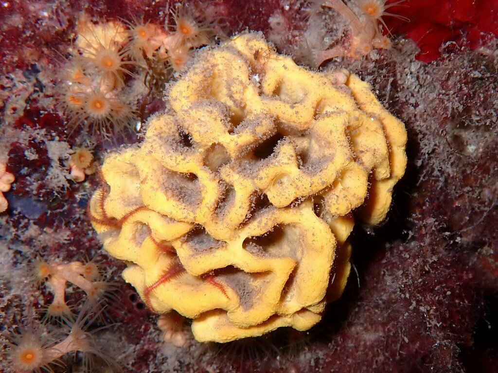 Crumpled Duster Sponge