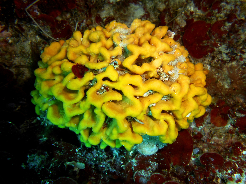 Crumpled Duster Sponge