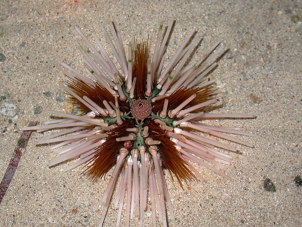 Banded Sea Urchin