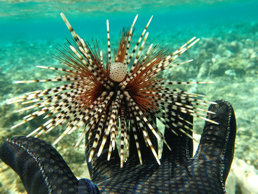 Banded Sea Urchin