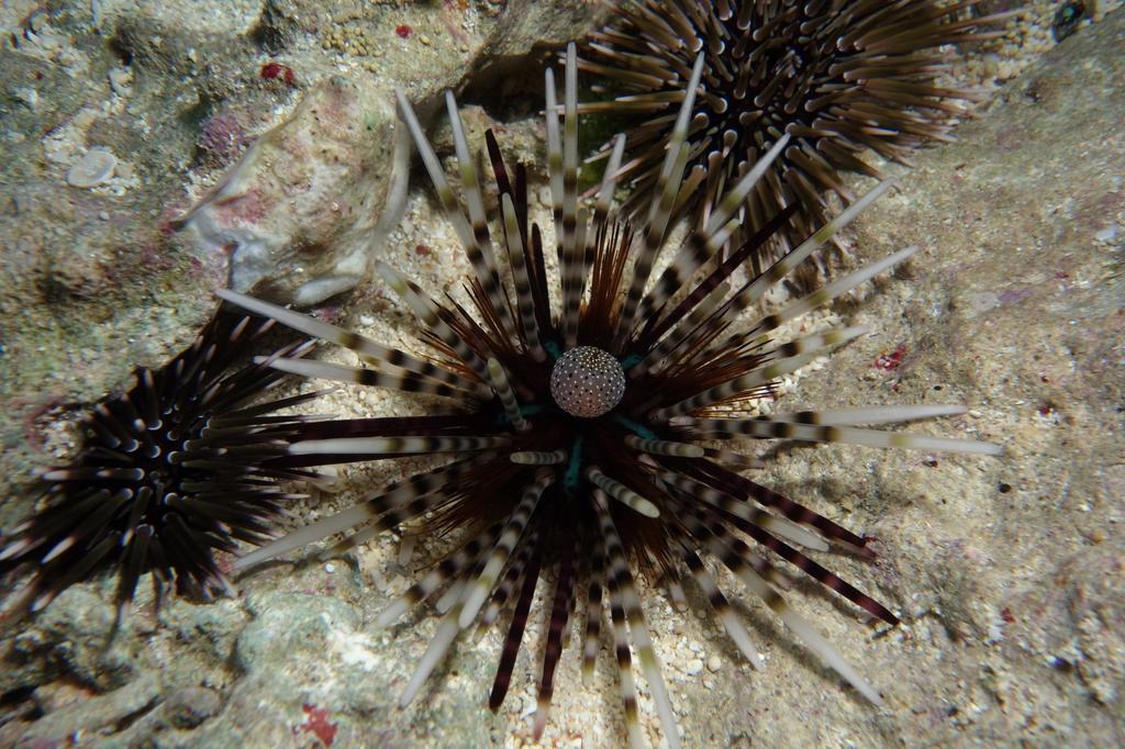 Banded Sea Urchin