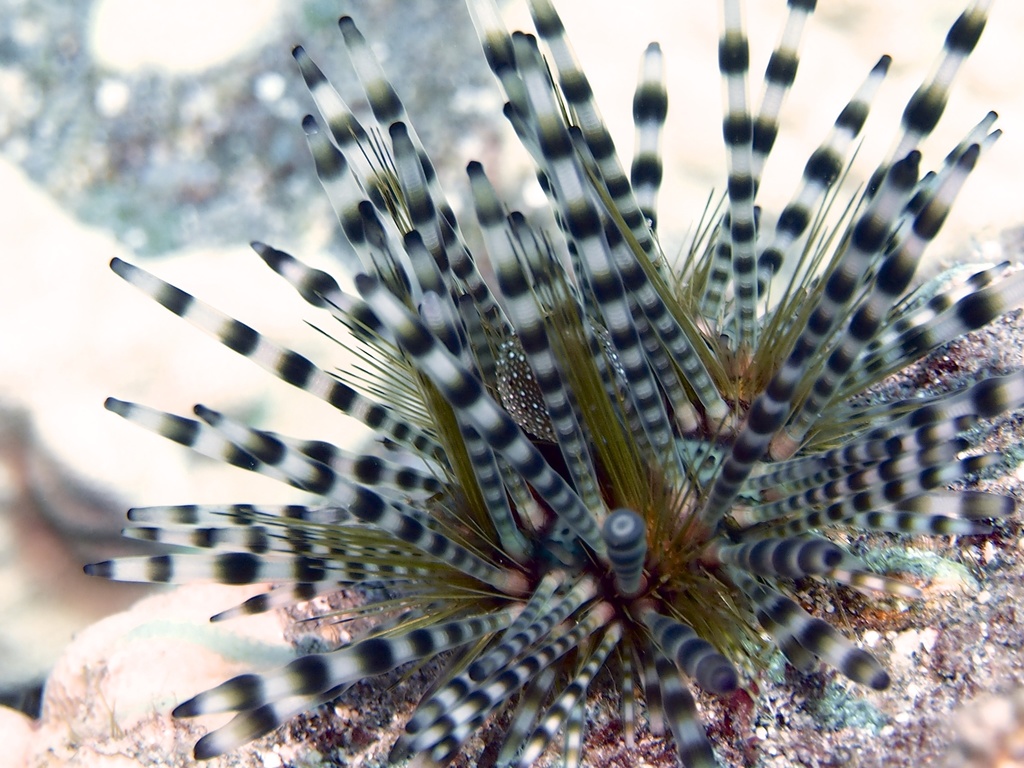 Banded Sea Urchin
