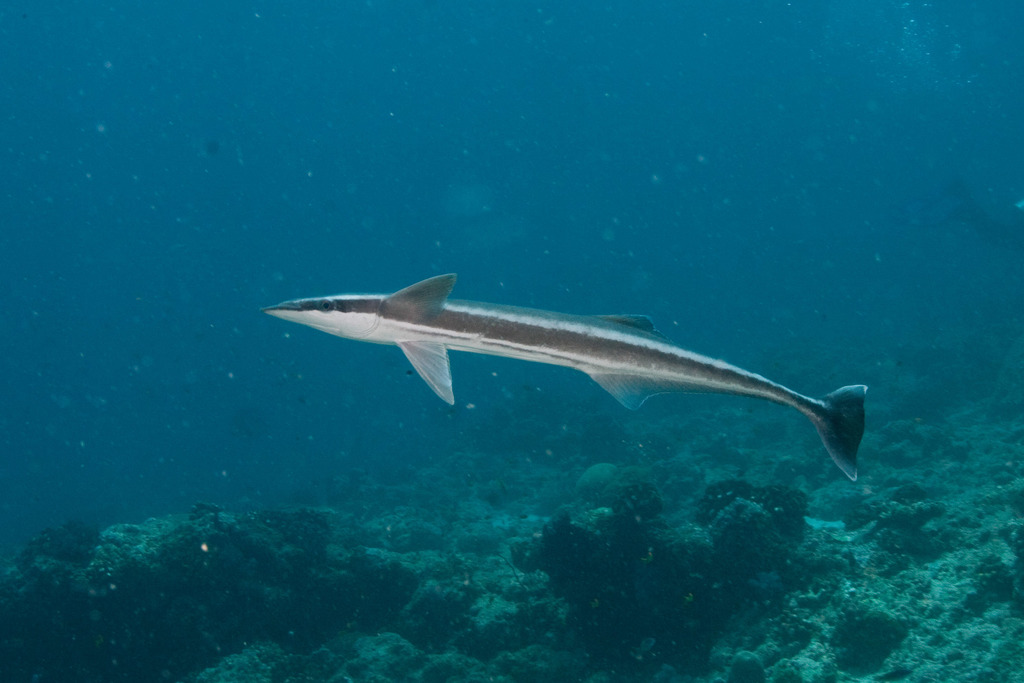 Sharksucker