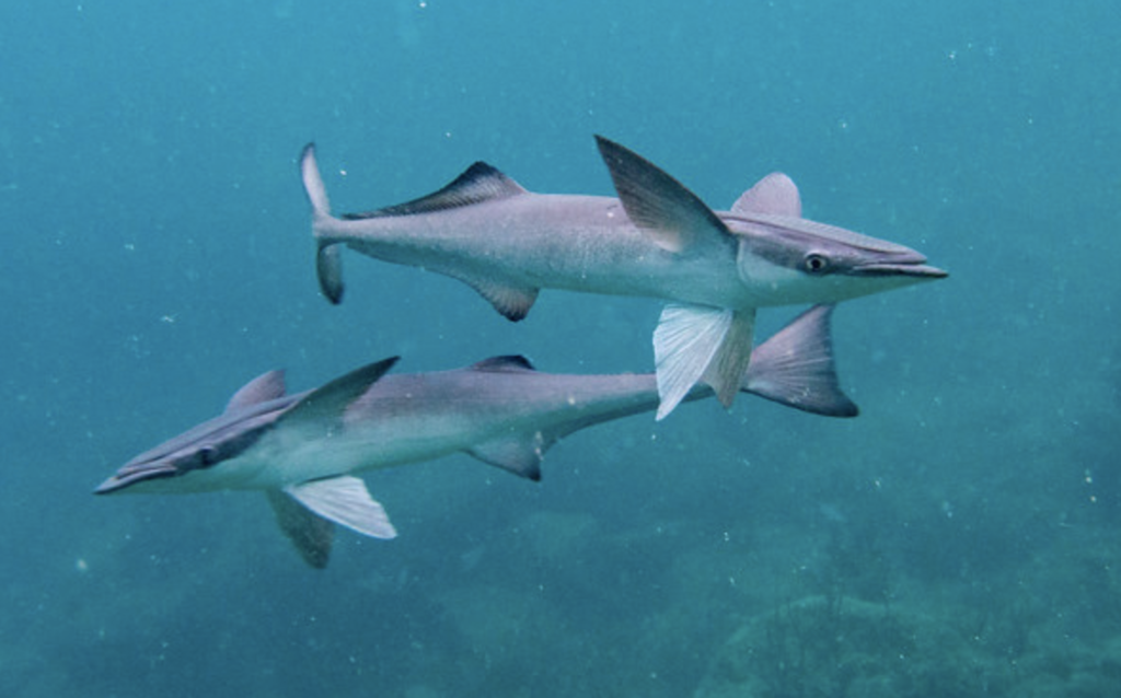 Sharksucker