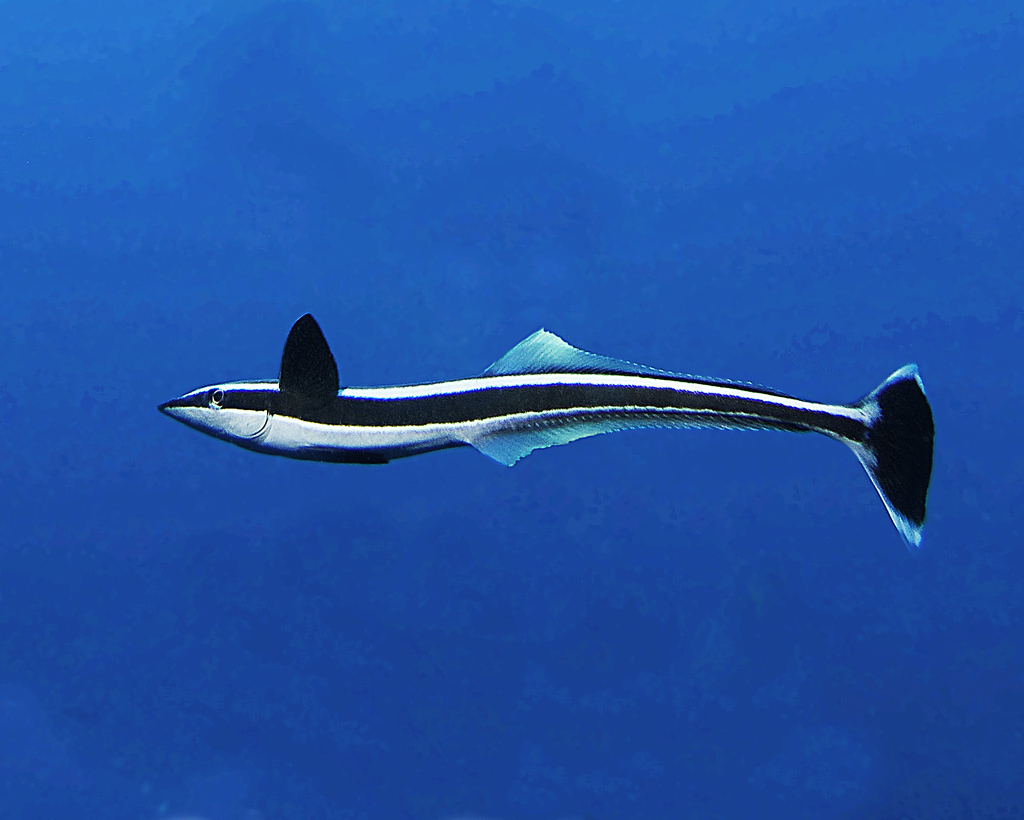 Sharksucker