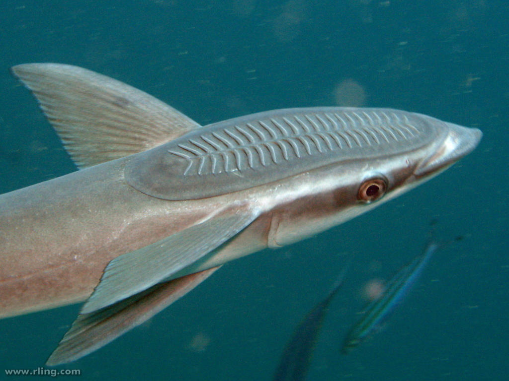 Sharksucker