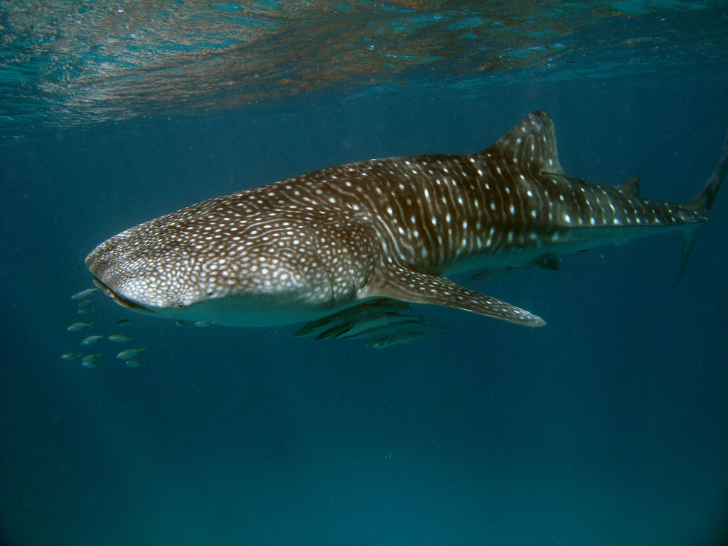 Sharksucker