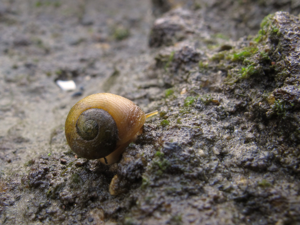 Flat Periwinkle