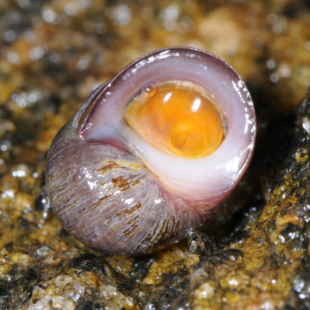 Flat Periwinkle