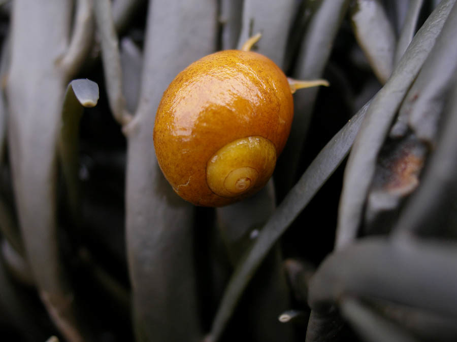 Flat Periwinkle