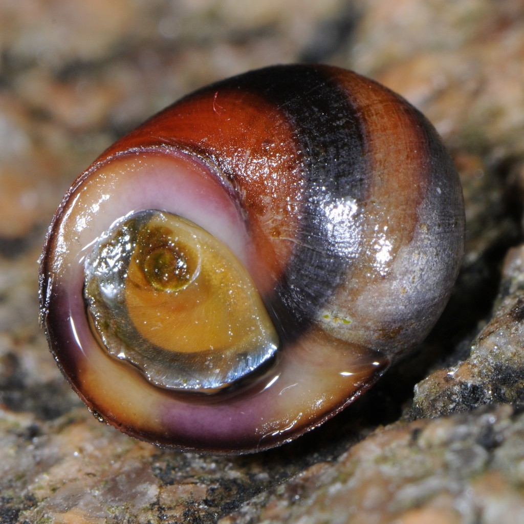 Flat Periwinkle