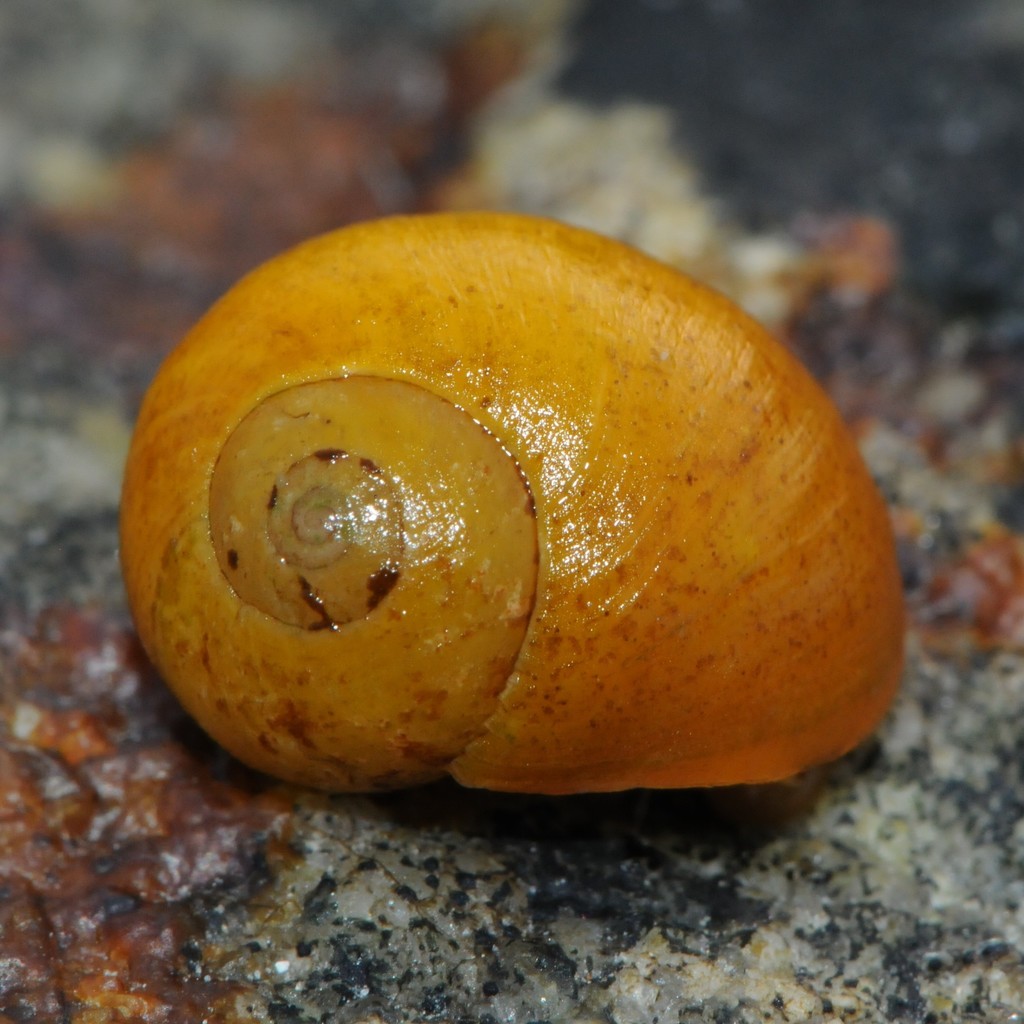 Flat Periwinkle