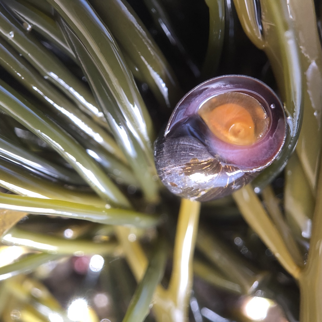 Flat Periwinkle