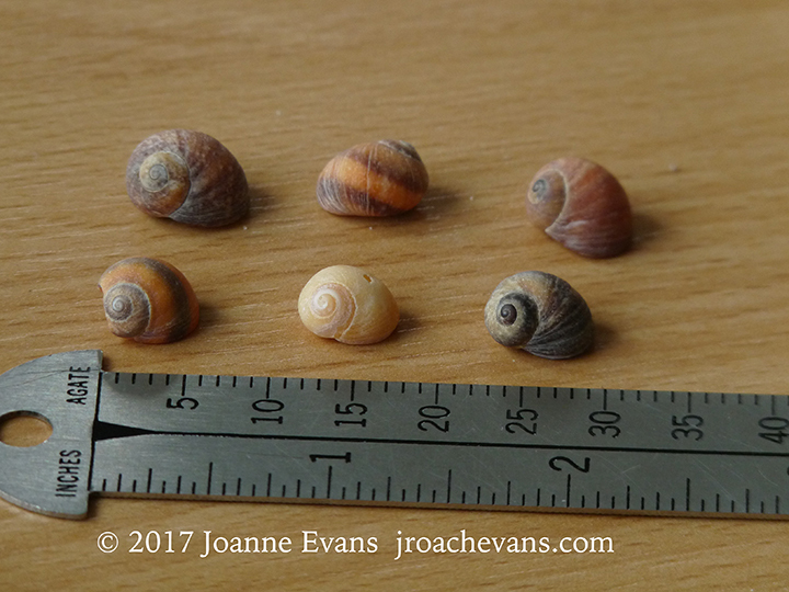 Flat Periwinkle