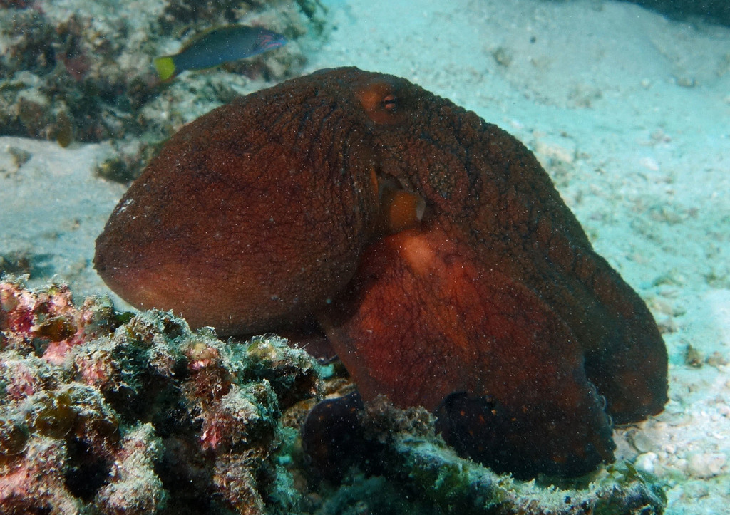 Day Octopus