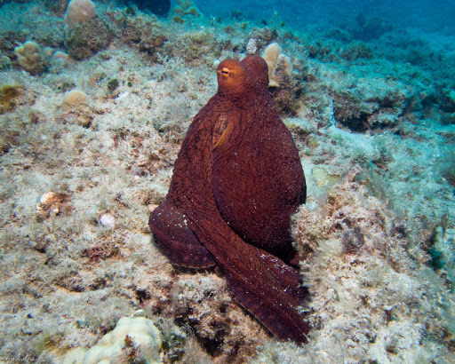 Day Octopus