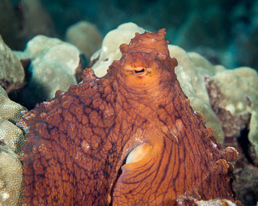 Day Octopus