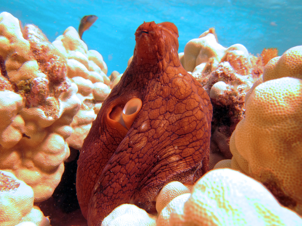 Day Octopus