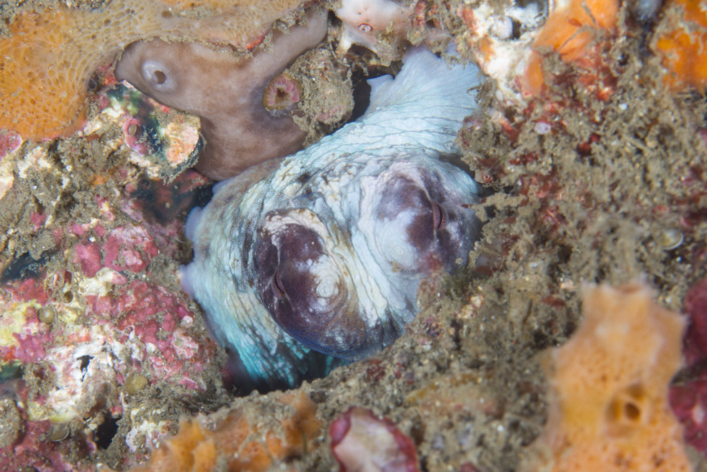 Day Octopus
