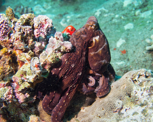 Day Octopus