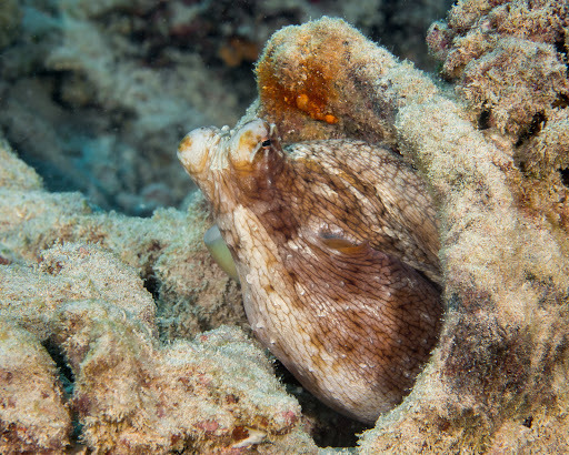Day Octopus