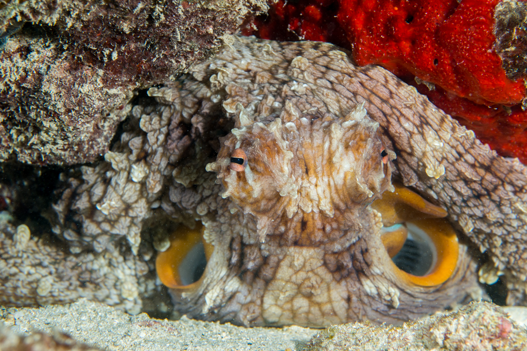 Day Octopus