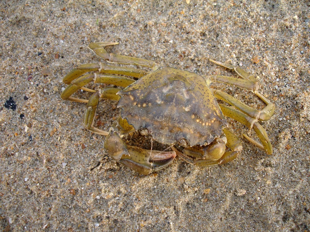 Mediterranean Green Crab