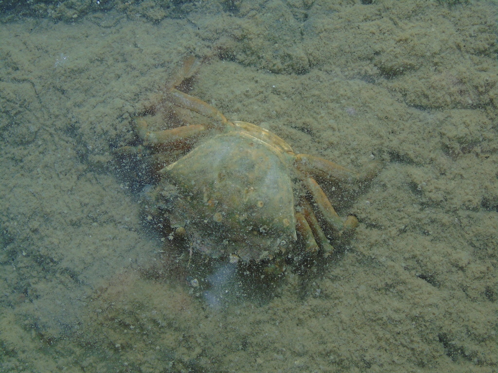 Mediterranean Green Crab