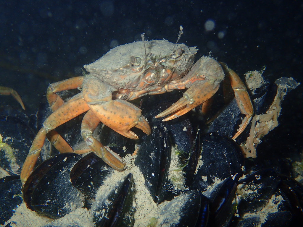 Mediterranean Green Crab