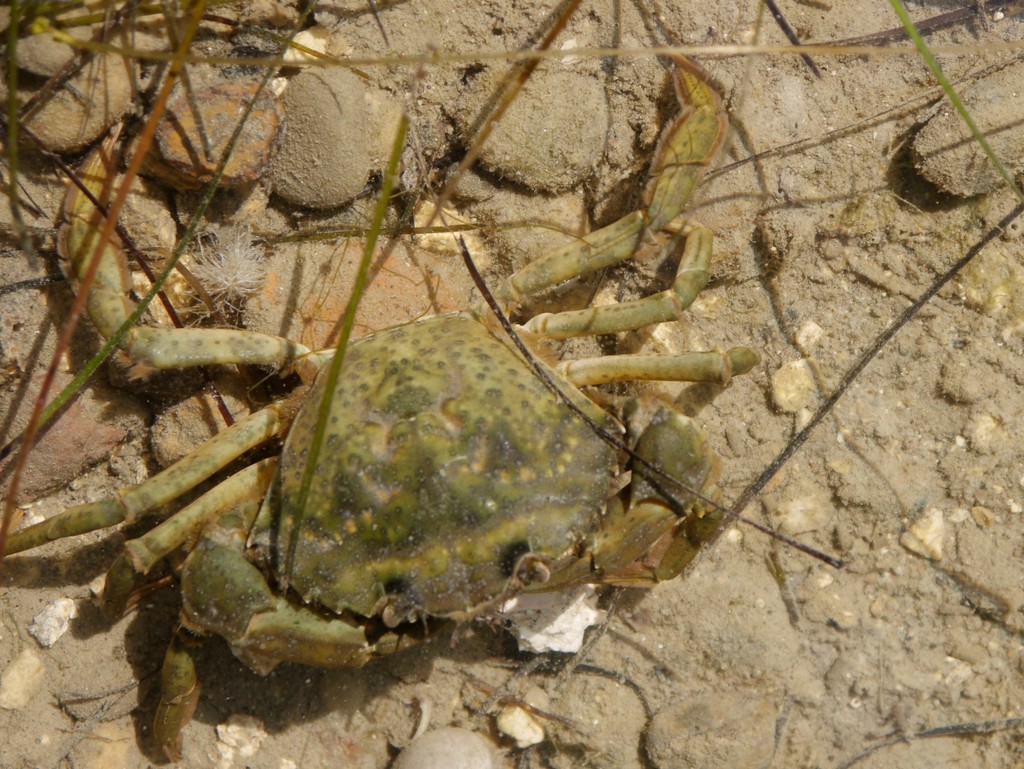 Mediterranean Green Crab
